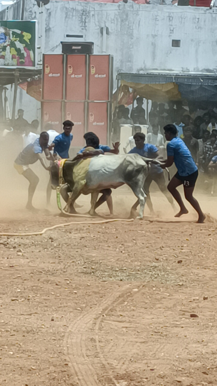 மதுரை கோவில்பாப்பாகுடியில் வட மஞ்சுவிரட்டு போட்டிகள் கோலாகலம்.!
