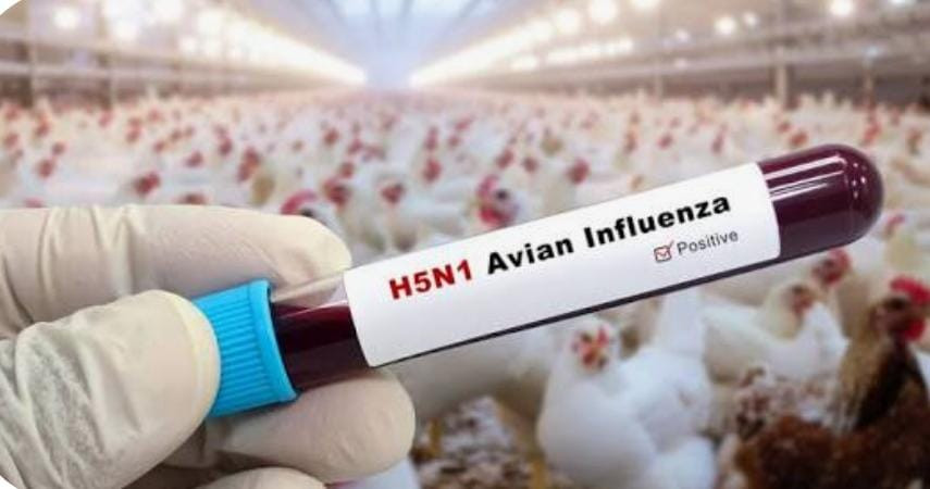 பறவை காய்ச்சல் எதிரொலி  - காகங்கள் இறப்பு  -அரசு எச்சரிக்கை  - பொதுமக்களே உஷார்  !