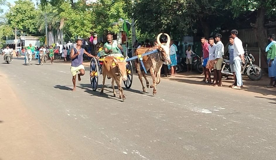 விறுவிறுப்பான ரேக்ளா ரேஸ்...! எத்தனை ஜோடி மாடுகள் தெரியுமா...! பிரம்மாண்ட போட்டி...!
