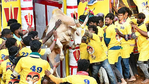 ஜல்லிக்கட்டு விறுவிறுப்பு..! 48 பேர் காயம்...! 5 பேர் மருத்துவமனையில் அனுமதி...!