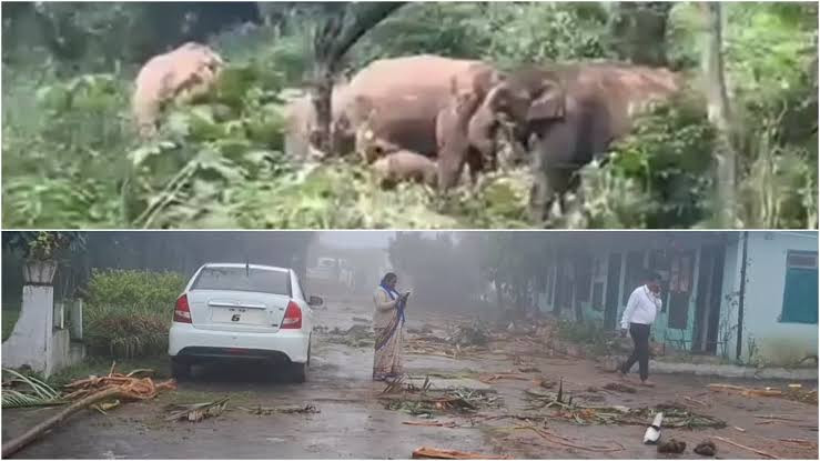 அரசு பள்ளியில் காட்டு யானை அட்டகாசம்...! மாணவர்கள் அச்சம்...!