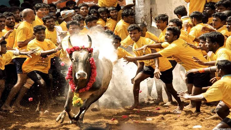 ஜல்லிக்கட்டு போட்டி தேதி குறிப்பிடாமல் ஒத்திவைப்பு...!