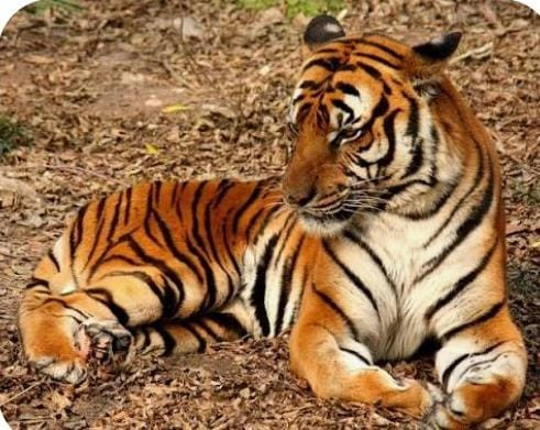 புலிகள் காப்பகம்  - மீட்டெடுக்கும் பணி தீவிரம்  !